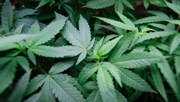 Jersey City to Decriminalize Marijuana