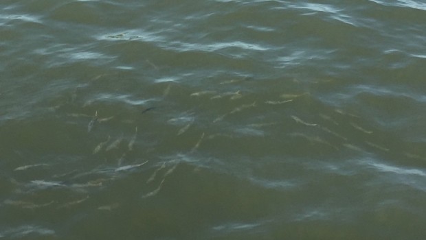 CLICKBAIT: Fish Spotted in Hudson River in Hoboken