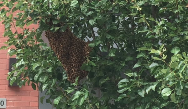 BEE ON THE LOOKOUT: Swarm of Honey Bees Reported in Hoboken