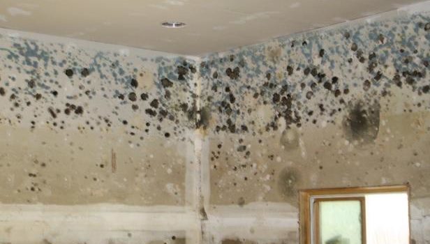 BYE BYE BLACK MOLD: Hoboken Aims to Help Residents Impacted By Household Mold Issues