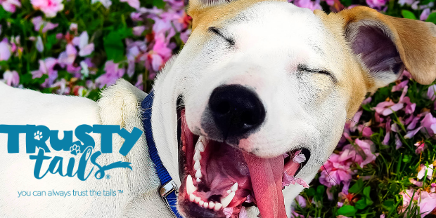 Who’s A Good Dog? Trusty Tails 2021 ‘Tail of the Year’ Competition—SIGN UP TODAY!!!